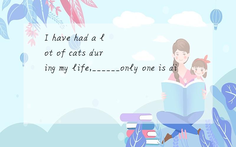 I have had a lot of cats during my life,______only one is di