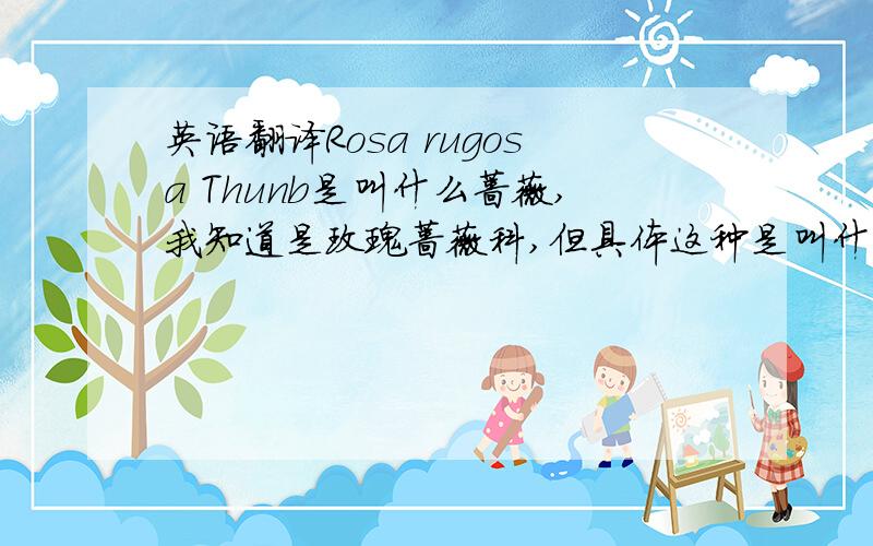 英语翻译Rosa rugosa Thunb是叫什么蔷薇,我知道是玫瑰蔷薇科,但具体这种是叫什么名字的蔷薇,求翻译
