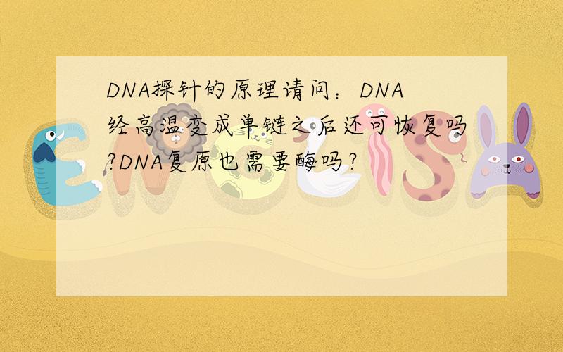 DNA探针的原理请问：DNA经高温变成单链之后还可恢复吗?DNA复原也需要酶吗？