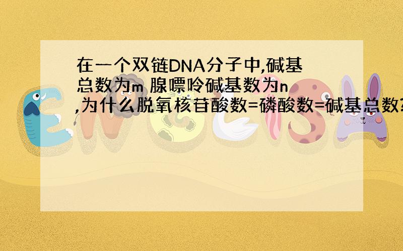 在一个双链DNA分子中,碱基总数为m 腺嘌呤碱基数为n ,为什么脱氧核苷酸数=磷酸数=碱基总数?
