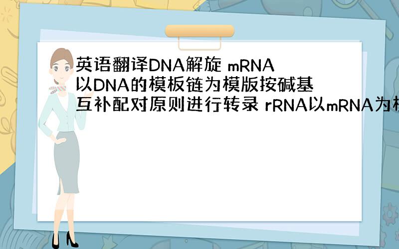 英语翻译DNA解旋 mRNA以DNA的模板链为模版按碱基互补配对原则进行转录 rRNA以mRNA为模板按碱基互补配对原则