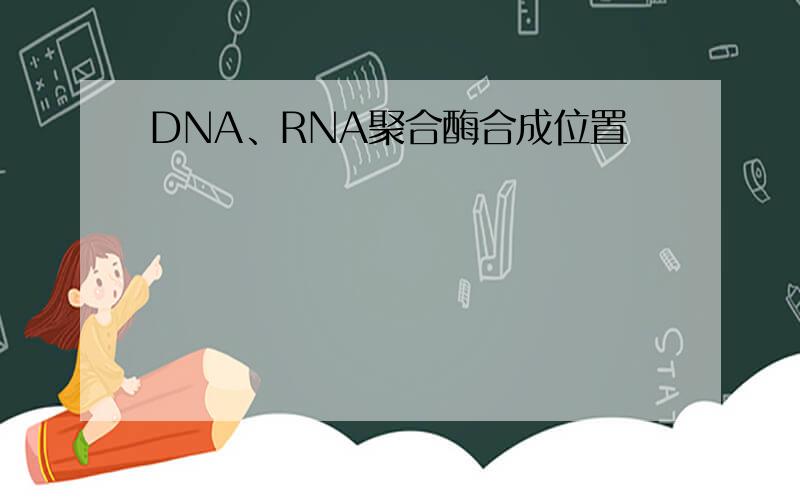 DNA、RNA聚合酶合成位置